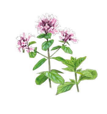 Origan Comment se construire un mini jardin à aromatiques