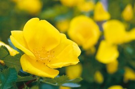 Originaire du Sud-Ouest asiatique, le rosier fétide (Rosa foetida) a été importé en Europe il y a plusieurs siècles. On peut le trouver à l'état sauvage dans l'est de la France et en Allemagne. En Suisse, il est connu sous le nom de rose de Nax, du nom du village valaisan qu'il fleurit au mois de juin. Ce rosier sauvage a transmis sa couleur jaune à de nombreuses roses cultivées.  / © Benoît Renevey