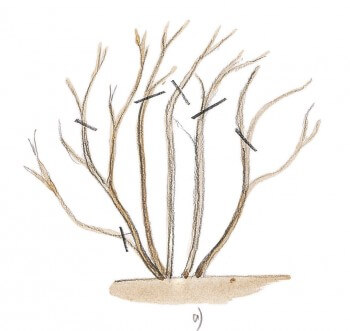 jardinage rosier sauvage schéma