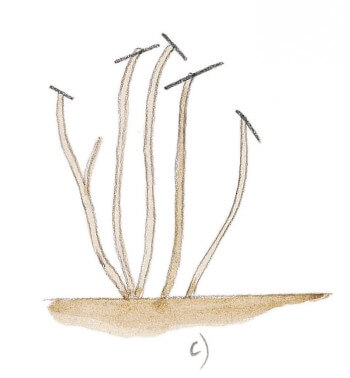 jardinage rosier sauvage schéma