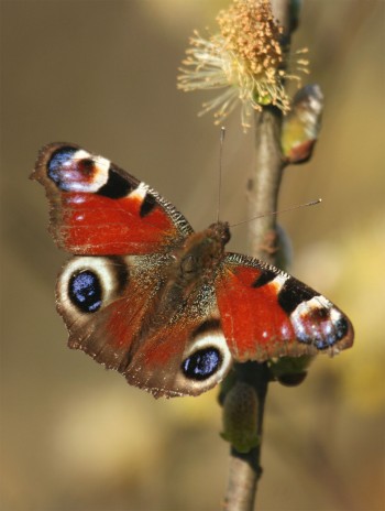 Paon du jour / © Jean-Pilippe Paul