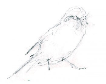 « Papillon capturé au sol par cette pie-grièche. » / © Benoît Perrotin