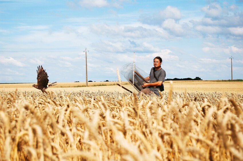 Parallèlement à la campagne de sauvegarde, les busards font l'objet d'un programme de marquage alaire et d’une enquête nationale. Objectif : réévaluer les effectifs et identifier les échanges entre populations. photo opération busards cendrés