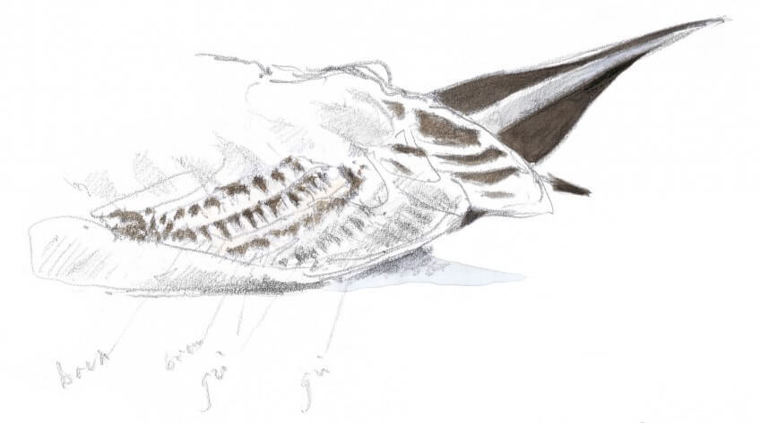 Dessin nature mouette rieuse