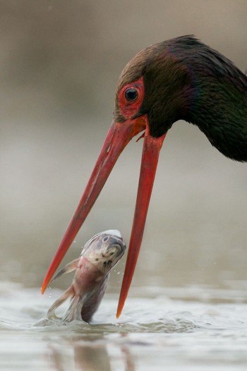 Pêche fructueuse pour cette cigogne noire. Face au donjon de la cigogne noire