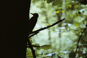 Pic épeiche / © Benoît Renevey