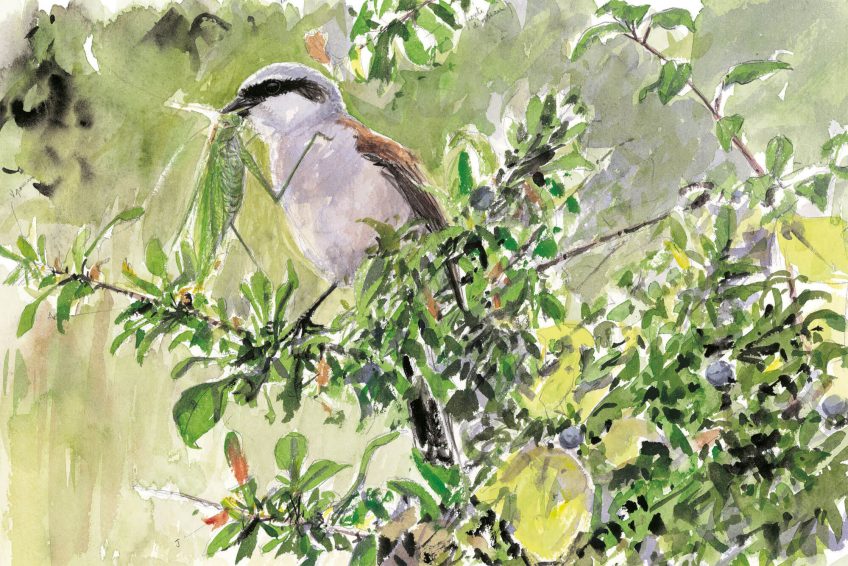 Dessin nature pie-grièche écorcheur