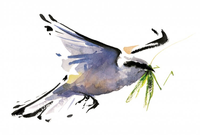 Pie-grièche écorcheur en vol, avec sa grande sauterelle verte.