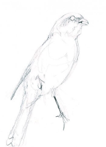 « Pie-grièche en train d'alarmer. » / © Benoît Perrotin