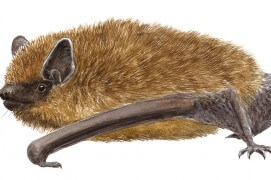 Pipistrelle / © Jean Chevallier