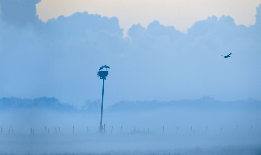 Plateforme de nidification construite pour la cigogne blanche. A quand un franc retour de la cigogne en Suisse romande ?