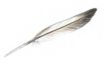 Dessin nature mouette rieuse plume