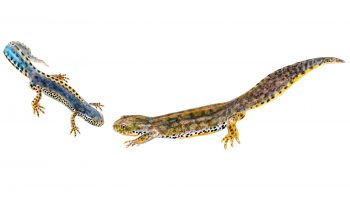 Plus grande que le mâle, la tritonne alpestre (à droite) se reconnaît à l'absence de crête et à sa robe en tenue de camouflage. Plus grande que le mâle, la tritonne alpestre (à droite) se reconnaît à l'absence de crête et à sa robe en tenue de camouflage.
