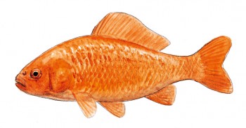 Poisson rouge: danger dans la mare ! La mare de A à Z
