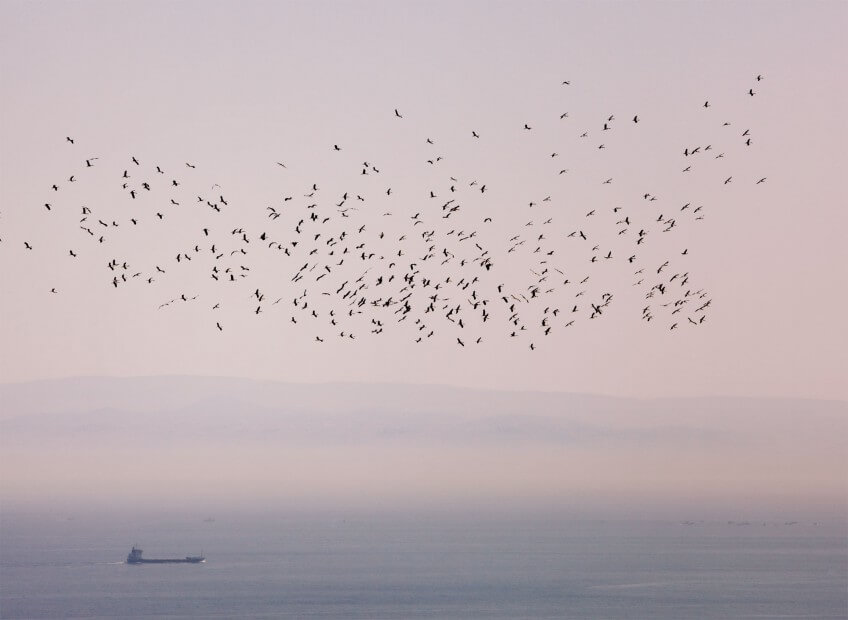 Pour observer des vols incroyables de cigognes et d’autres grands migrateurs, rendez-vous sur les cols ou les détroits comme celui de Gibraltar  (> photo) qui concentre les passages. Car les oiseaux voyageurs évitent autant que possible montagnes et étendues marines. A quand un franc retour de la cigogne en Suisse romande ?
