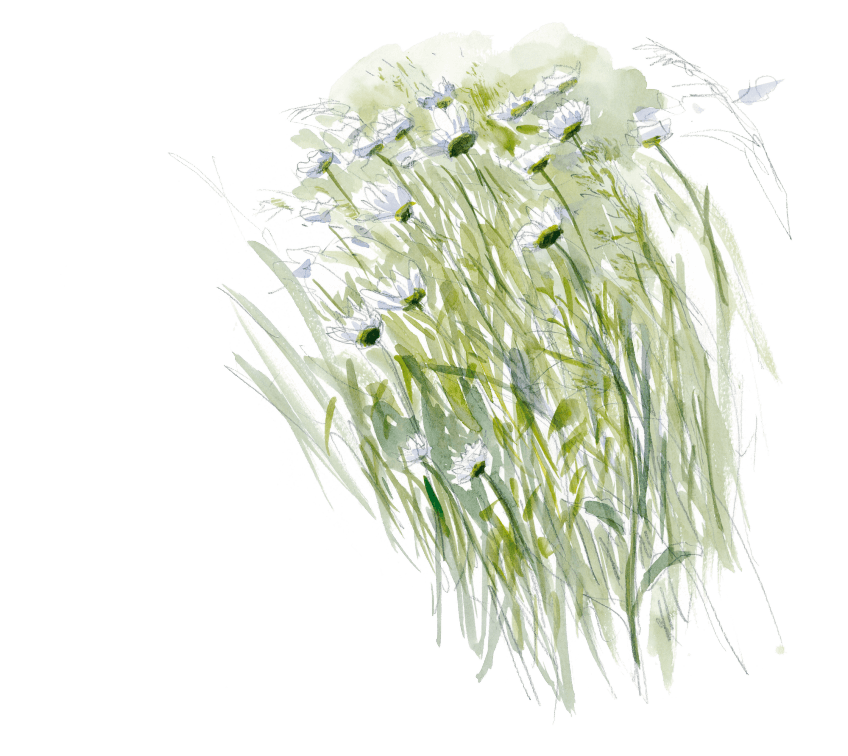 Prairie de marguerites Les insectes et la marguerite dessin nature
