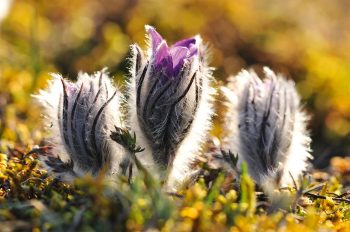 Pulsatille des montagnes encore fermée et toute velue, au seuil du printemps. Pulsatille des montagnes encore fermée et toute velue, au seuil du printemps.