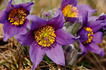 Pulsatille commune (Pulsatilla vulgaris) / © Samuel Delon