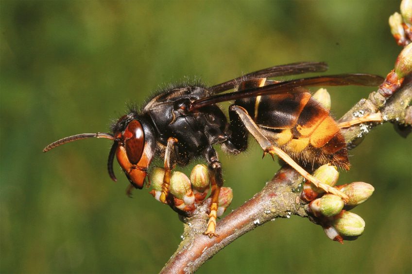 Frelon asiatique photo