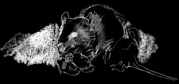 Rat observé à l'infra-rouge La jeune fille et les rats surmulots