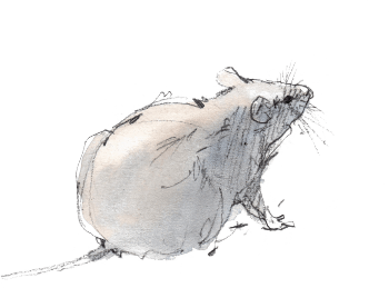 Rat surmulot en train de se gratter La jeune fille et les rats surmulots
