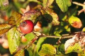 Rosier de France (Rosa gallica) / © Benoît Renevey