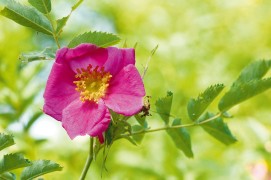 Rosier des Alpes (Rosa pendulina) / © Benoît Renevey