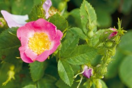 Rosier églantier (Rosa rubiginosa) / © Benoît Renevey