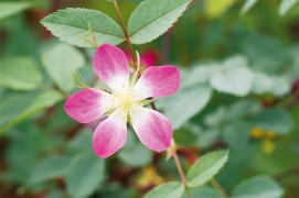 Rosier glauque (Rosa glauca) / © Benoît Renevey