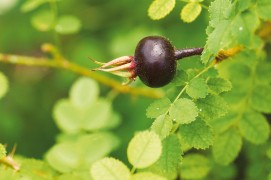 Rosier pimprenelle (Rosa pimpinellifolia) / © Benoît Renevey