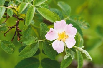 Rosier tomenteux (Rosa tomentosa) Rosier tomenteux (Rosa tomentosa)