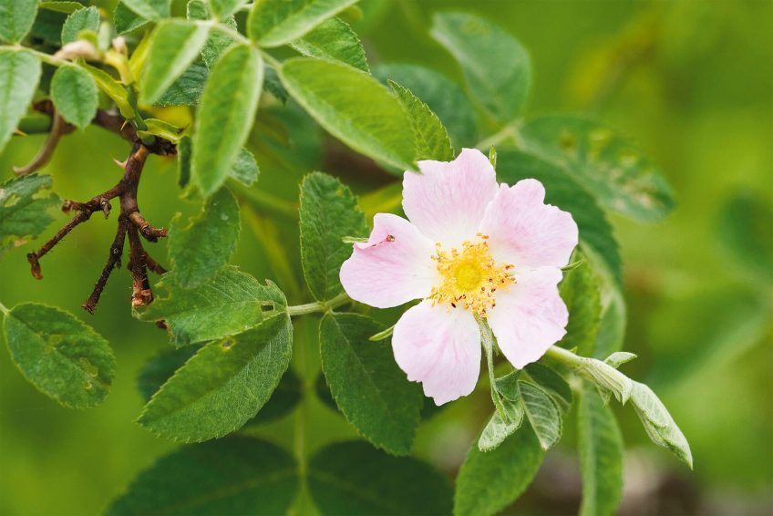 Différentes variétés de roses photo