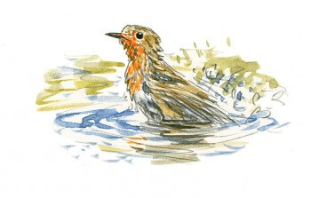 Rougegorge en train de se baigner dans une mare La mare de A à Z