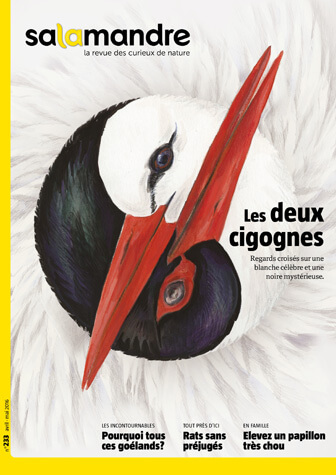 Couverture de La Salamandre n°233