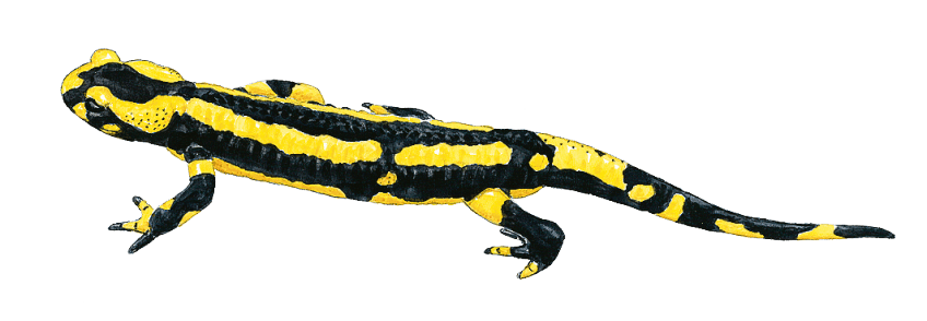 Salamandre tachetée Salamandre tachetée dessin