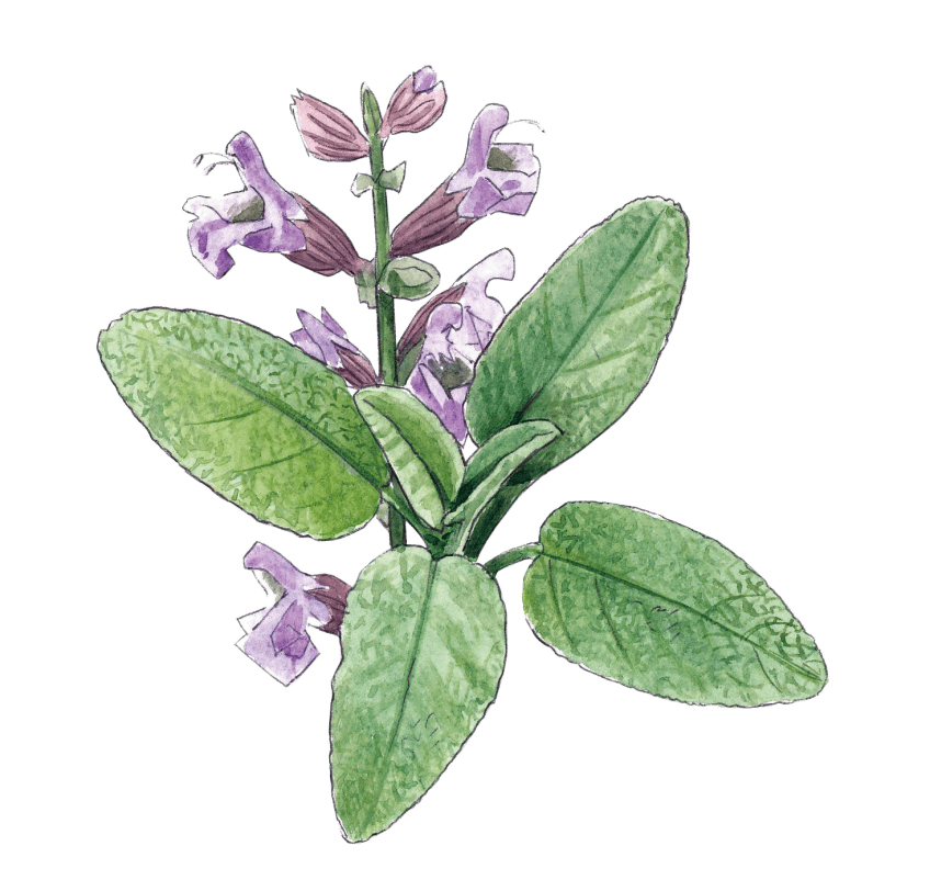 Sauge officinale Comment se construire un mini jardin à aromatiques