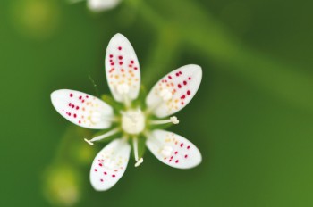 Saxifrage à feuilles rondes / © Karine Poitrineau