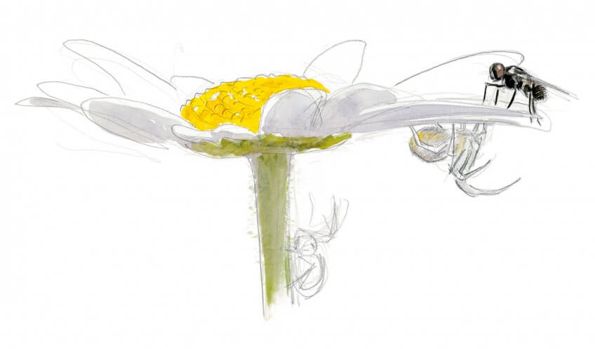Scène à suspense sur une marguerite: une thomise bien camouflée guette le moment de chasser une mouche. Les insectes et la marguerite dessin nature