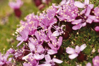 Silène acaule / © Karine Poitrineau