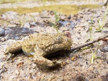Sonneur à ventre jaune / © Benoît Renevey