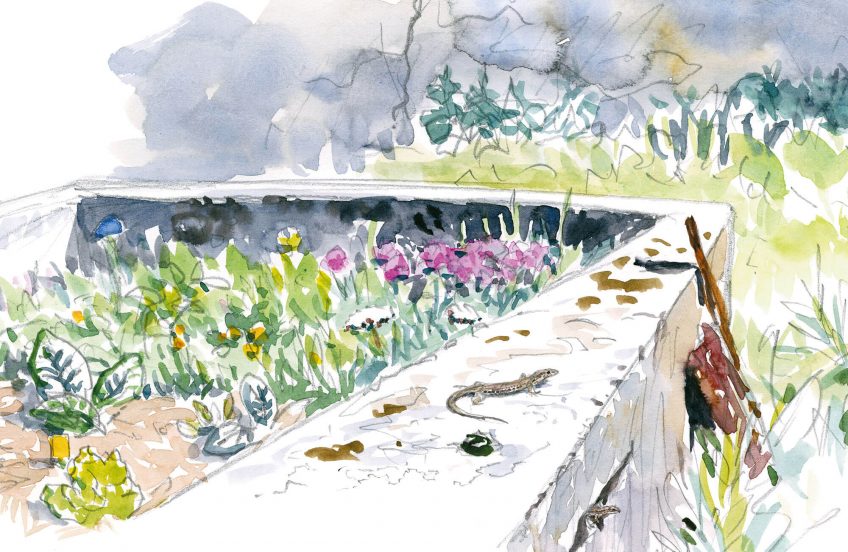 Dessin nature lézard mur