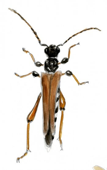 Sténoptère roux Les insectes et la marguerite dessin nature