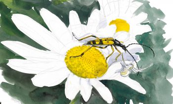 Sur les marguerites se déroulent des scènes dignes d'un film à suspense. Cette araignée thomise s'apprête à attaquer la lepture tachetée qui vient de se poser sur le capitule.