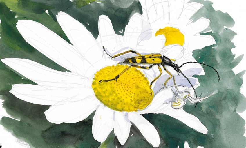 Les insectes et la marguerite dessin nature