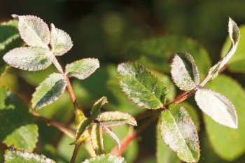 Sur les rosiers, l'oïdium se manifeste sur les jeunes feuilles et les boutons et touche particulièrement les plantes qui souffrent de soif avant la floraison. C'est souvent le cas des rosiers grimpants sur les façades. Entretien rosier sauvage maladies