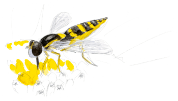 Syrphe sphaérophore sur une marguerite Les insectes et la marguerite dessin nature
