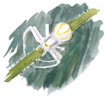 Thomise en chasse Les insectes et la marguerite dessin nature