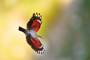 Tichodrome échelette / © Christophe Sidamon-Pesson