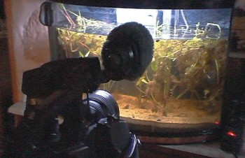 Tournage des "dents de la mare" Tournage des dents de la mare