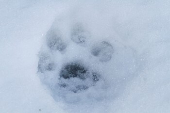 Trace de lynx boréal / © Jean-Philippe Paul
